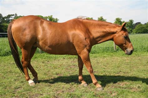 1 hh. . Horses for sale near me under 2000